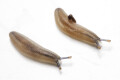 Veronicella sloanei juvenil
